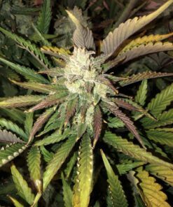 Gorilla Glue Auto — изображение 7