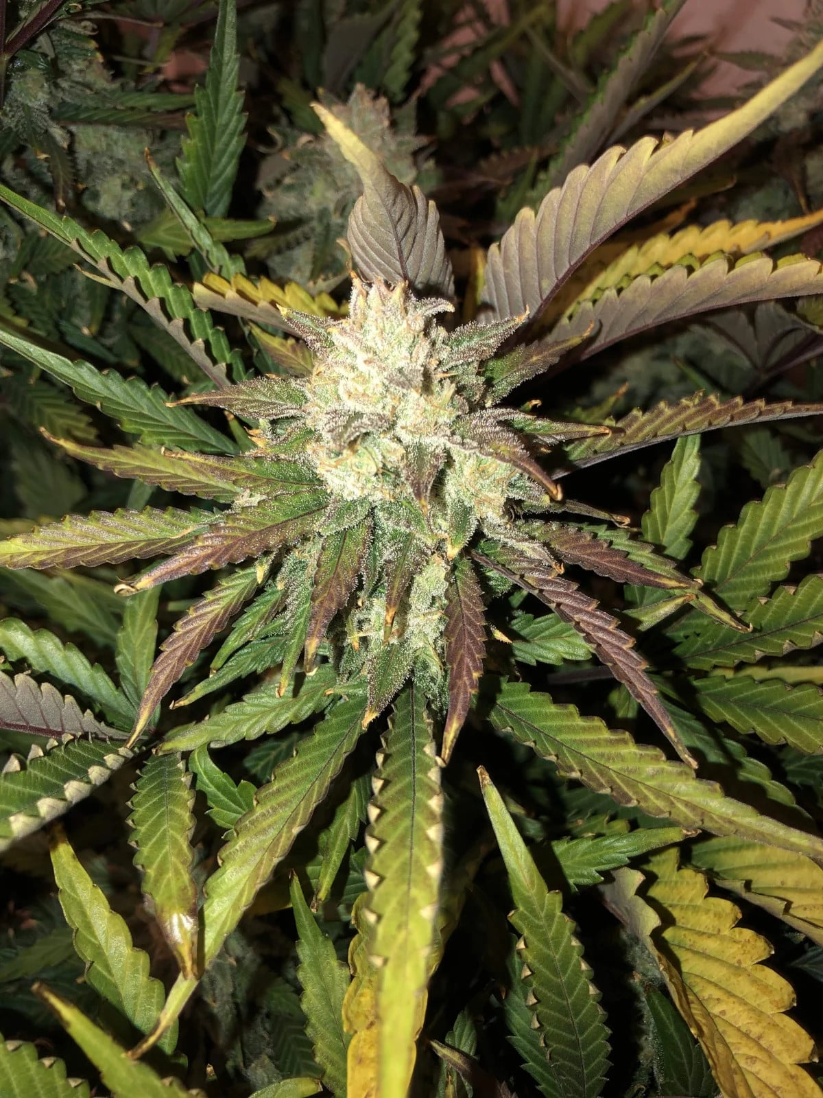 Gorilla Glue Auto — изображение 7