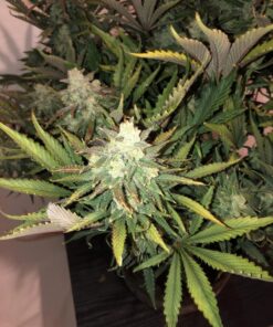 Gorilla Glue Auto — изображение 8
