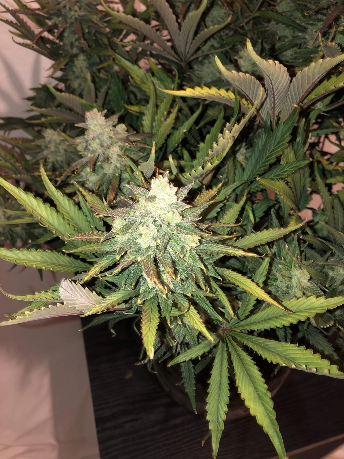 Gorilla Glue Auto — изображение 8
