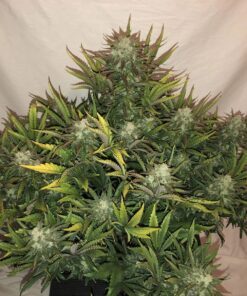 Gorilla Glue Auto — изображение 9