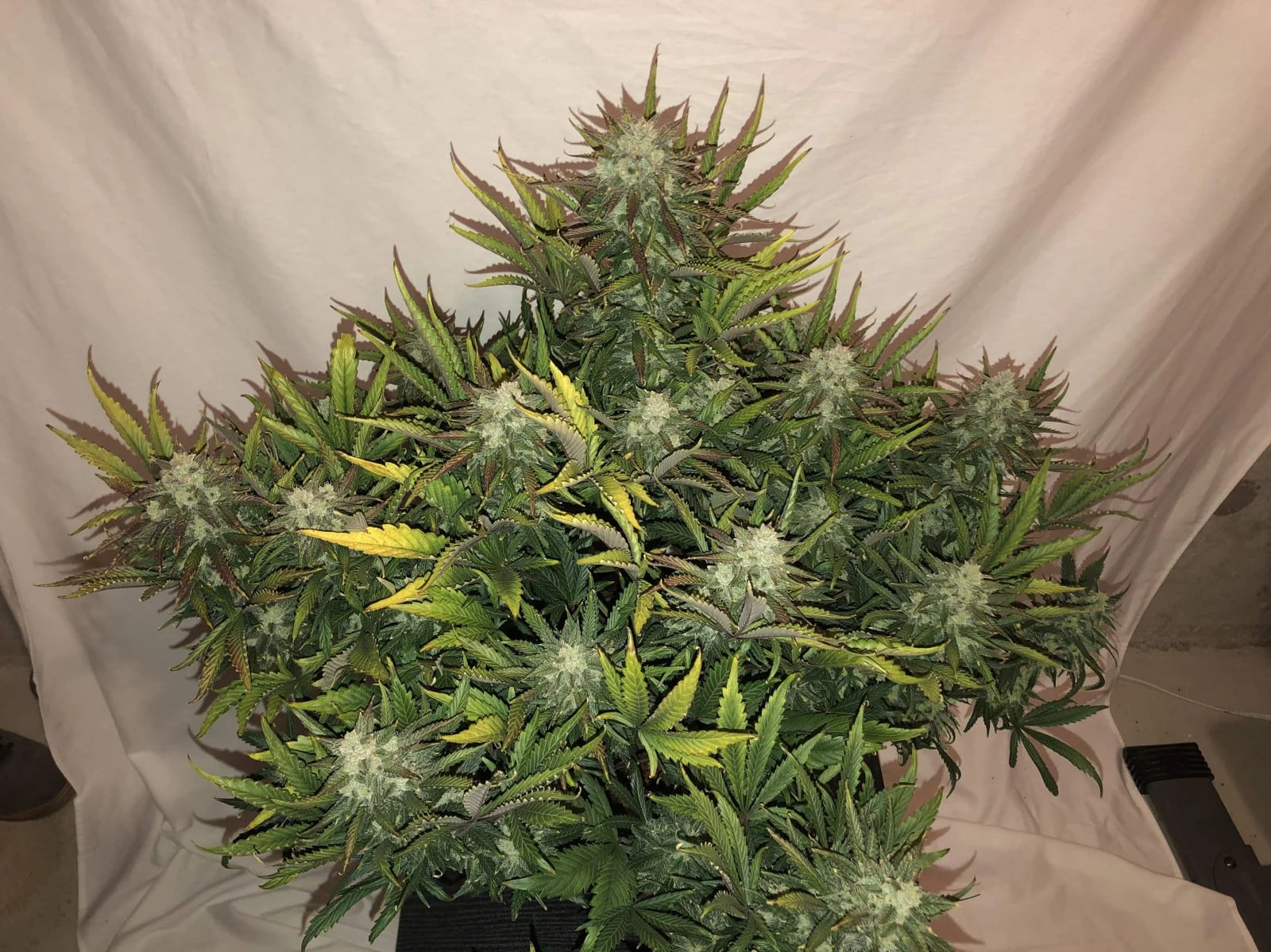 Gorilla Glue Auto — изображение 9