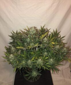 Gorilla Glue Auto — изображение 10