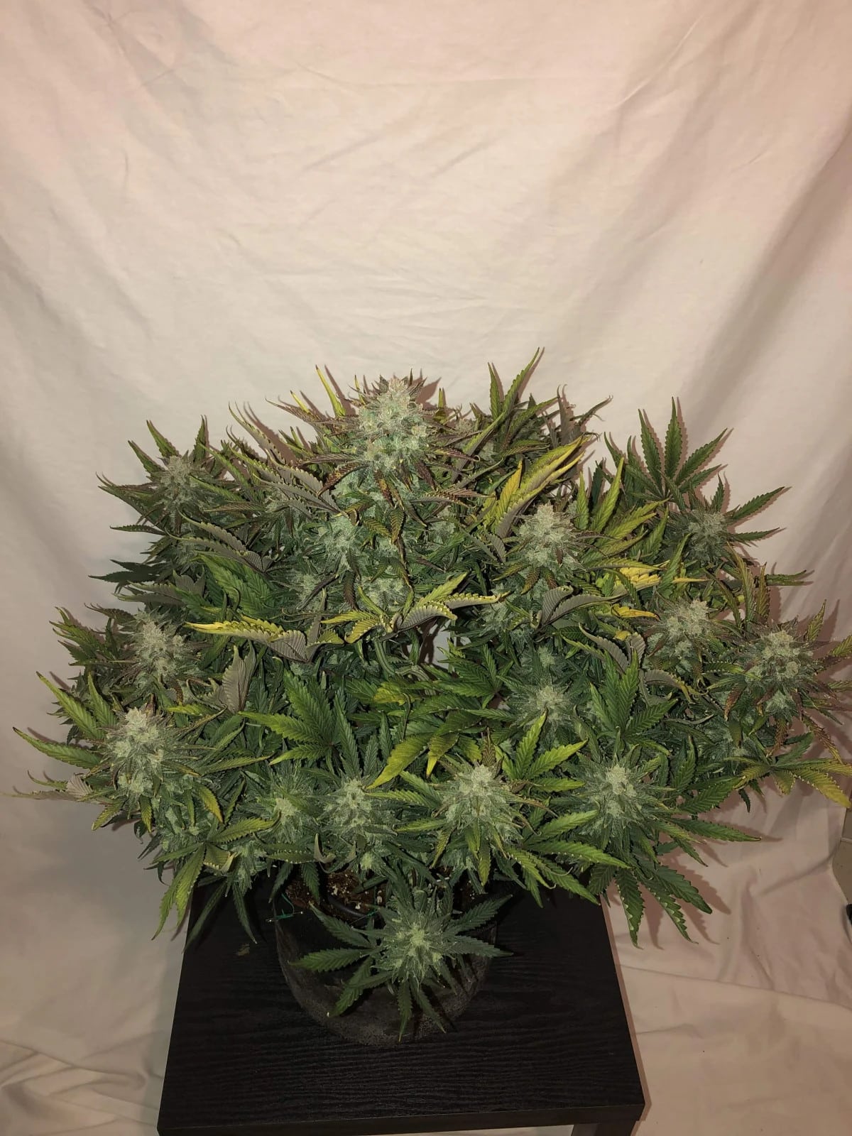 Gorilla Glue Auto — изображение 10