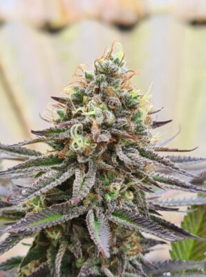 Gorilla Super Glue SuperSativaSeedClub