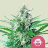 Grape Ape Royal Queen Seeds