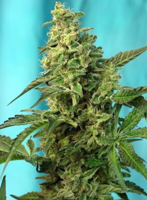 Green Poison Fast Sweet Seeds