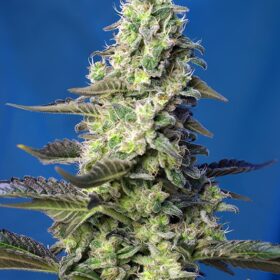 Green Poison XL Auto Sweet Seeds