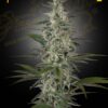 Hawaiian Snow Green House Seeds