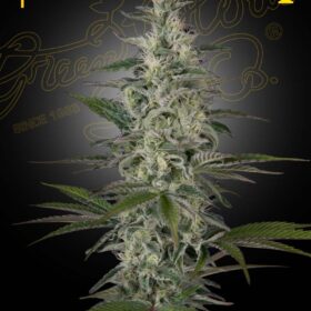 Hawaiian Snow Green House Seeds