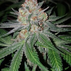 Haze Berry Royal Queen Seeds