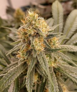 HiFi 4G Dutch Passion Seeds