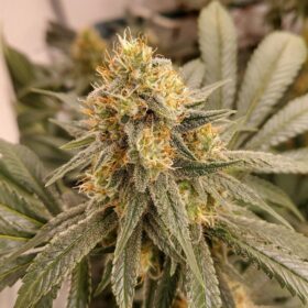 HiFi 4G Dutch Passion Seeds