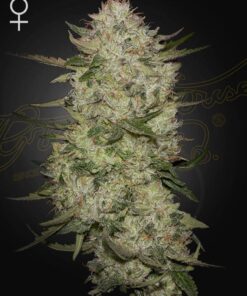 HighCloudZ Auto Green House Seeds