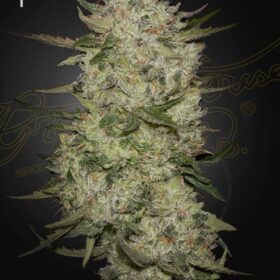 HighCloudZ Auto Green House Seeds
