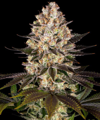 Hindu Kush Purple Barneys Farm Seeds