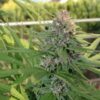 Hollands Hope regular Dutch Passion Seeds