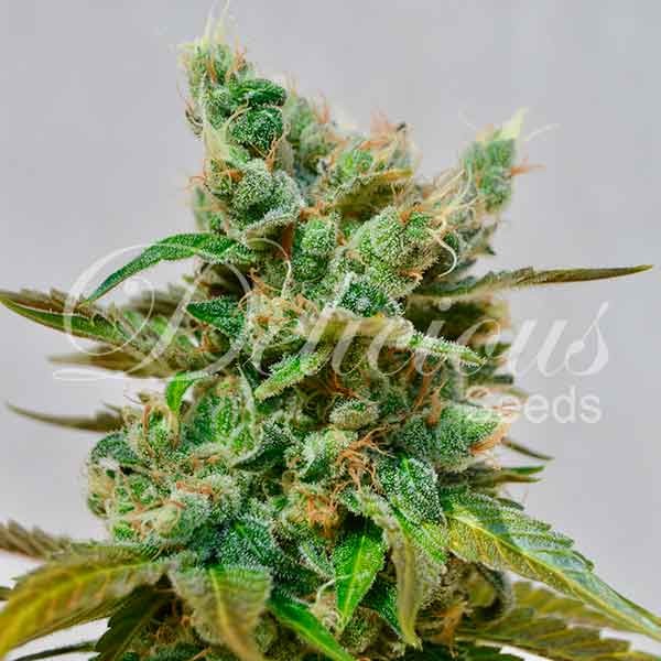 Honeybells CBD Delicious Seeds