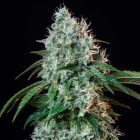 HulkBerry Royal Queen Seeds
