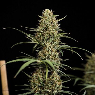 HulkBerry Auto Royal Queen Seeds