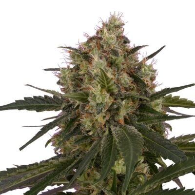 ICE Royal Queen Seeds