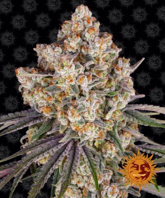 Ice Cream Cake Barneys Farm Seeds
