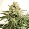 Ice Cream Haze regular Dutch Passion Seeds