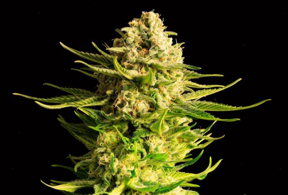 Indica Cream Kannabia Seeds