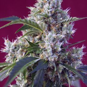 Indigo Berry Kush Sweet Seeds