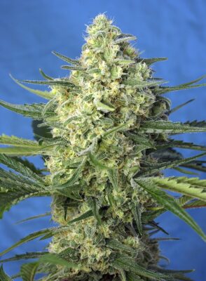 Jack 47 XL Auto Sweet Seeds