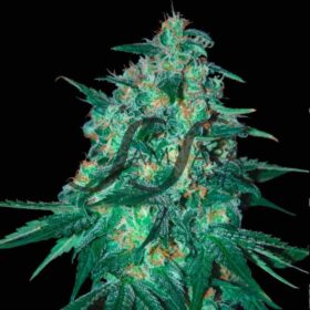 Jekyll Passion SamsaraSeeds