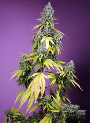 Jet Fuel Mandarine XL Auto Sweet Seeds