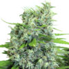 Kali Bubba SeriouSeeds