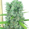 Kali Mist regular SeriouSeeds