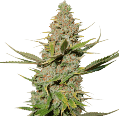 Karel's Cookies regular SuperSativaSeedClub