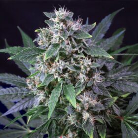 Karel's Haze regular SuperSativaSeedClub