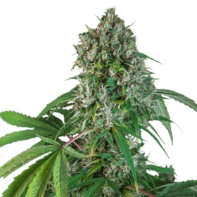 Karel's Herer Haze regular SuperSativaSeedClub