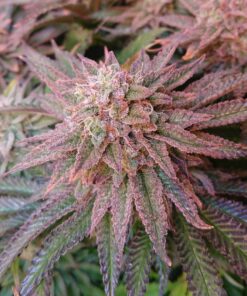 Kerosene Krash Dutch Passion Seeds