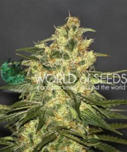 Ketama WorldOfSeeds