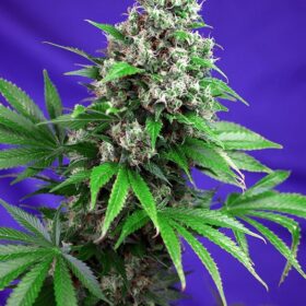Killer Kush Fast Sweet Seeds