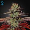 King's Kush Auto Green House Seeds