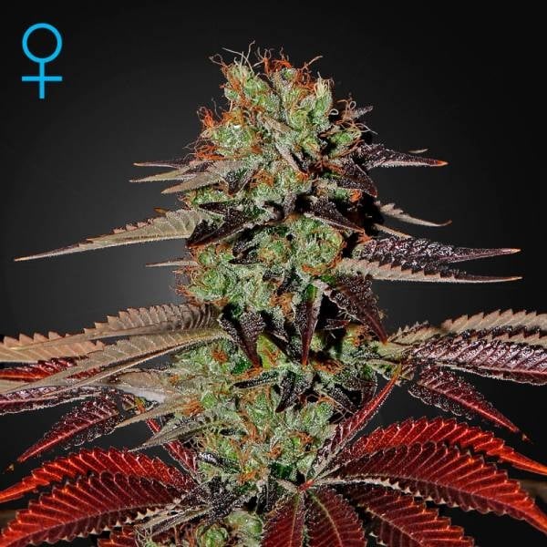 King's Kush Auto Green House Seeds