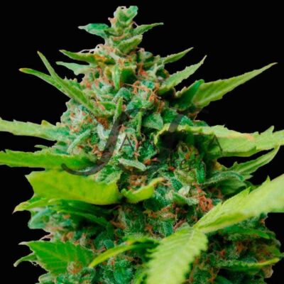 Kiss Dragon SamsaraSeeds