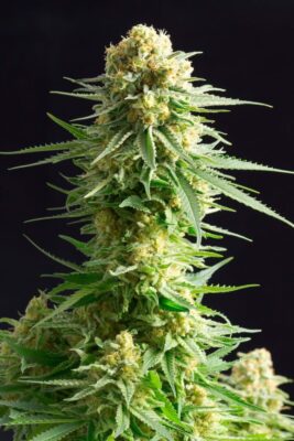 Kritikal-K Kannabia Seeds