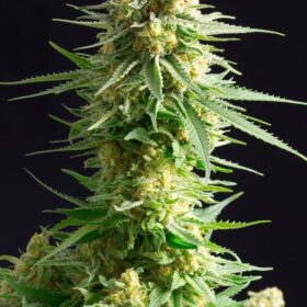Kritikal-K Kannabia Seeds
