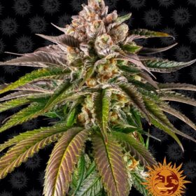 Kush Mintz Barneys Farm Seeds
