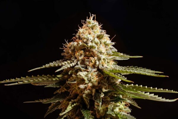 La Blanca Kannabia Seeds