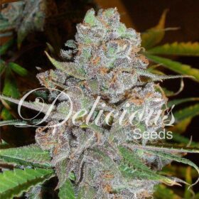 La Diva Auto Delicious Seeds