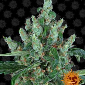 Laughing Buddha Barneys Farm Seeds