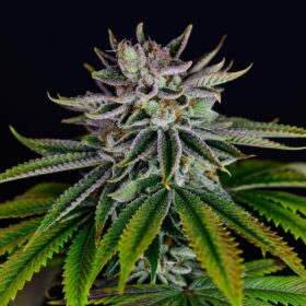 Lava Freeze SuperSativaSeedClub
